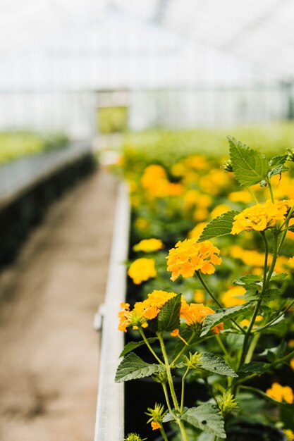 Gros plan hortensia dans serre