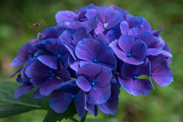 Gros plan d'hortensia entouré de verdure sous la lumière du soleil