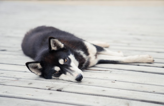 Photo gratuite gros plan d'un husky allongé sur le sol