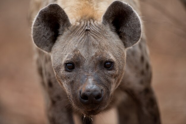 Gros plan d'une hyène tachetée