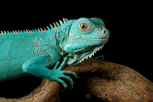 Gros plan d'iguane bleu sur bois