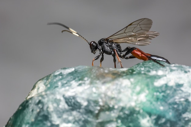 Gros plan, de, insecte ailé, sur, rocher