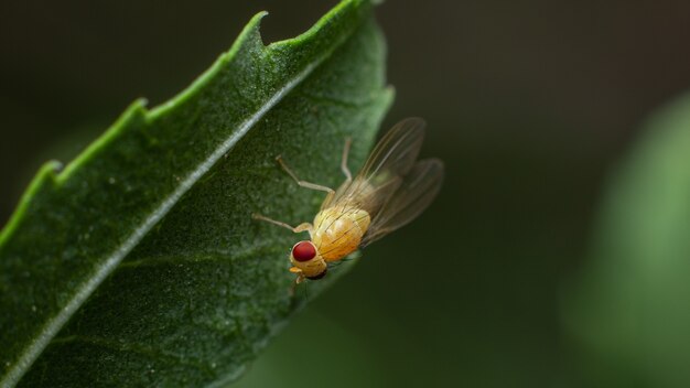 Gros plan d'un insecte sur une feuille verte