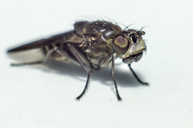 Gros plan d'un insecte noir isolé