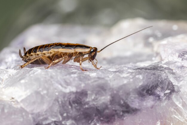 Gros plan d'insecte sur rocher propre