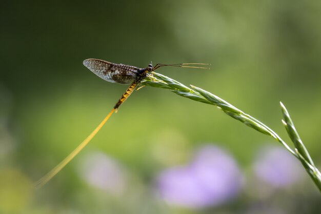 Gros plan, de, insecte, séance, sur, plante