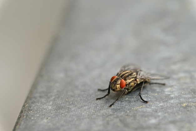 Photo gratuite gros plan d'insectes belle photo macro d'une mouche