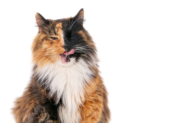 Gros plan isolé sur un chat calicot à poil long faisant un clin d'œil à la caméra avec la langue sortie