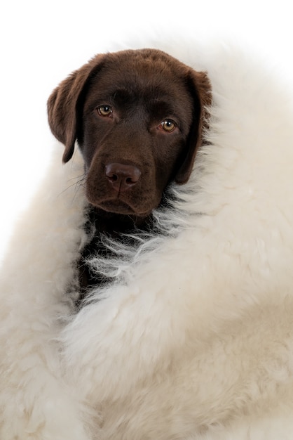 Photo gratuite gros plan isolé sur un chiot labrador retriever au chocolat en peau de mouton blanche