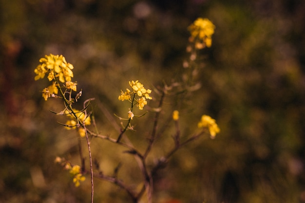 Gros plan, jaune, feuilles, soleil