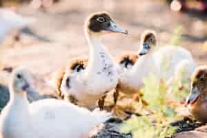 Photo gratuite gros plan, jeune, canard, ferme