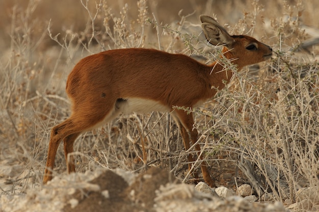 Photo gratuite gros plan d'un jeune oribi