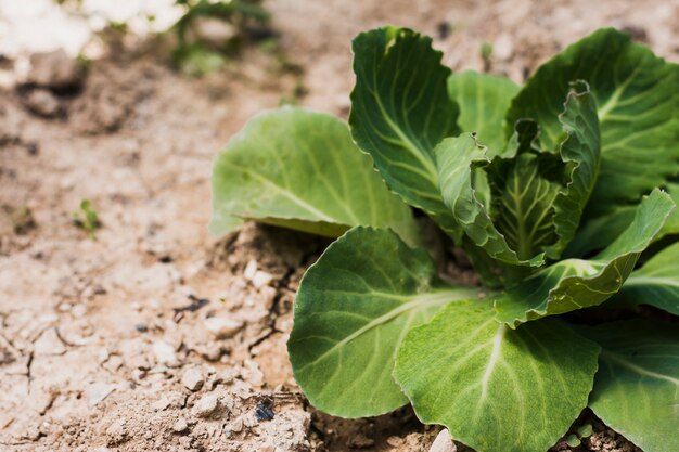 Gros plan d&#39;une jeune plante en train de germer