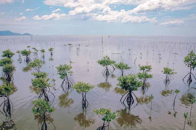 Photo gratuite gros plan de jeunes arbres de mangrove plantés dans la forêt de trapeang sangkae à kampot