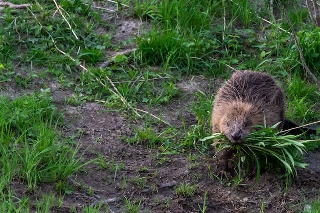 Gros plan d'un joli campagnol des pins mangeant de l'herbe dans un environnement naturel