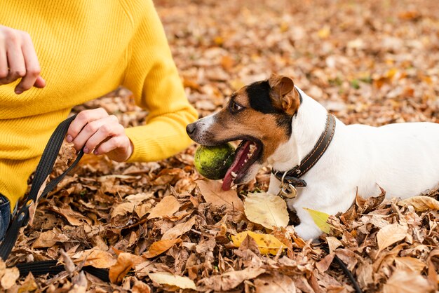 Gros plan joli chien jouant avec un ballon