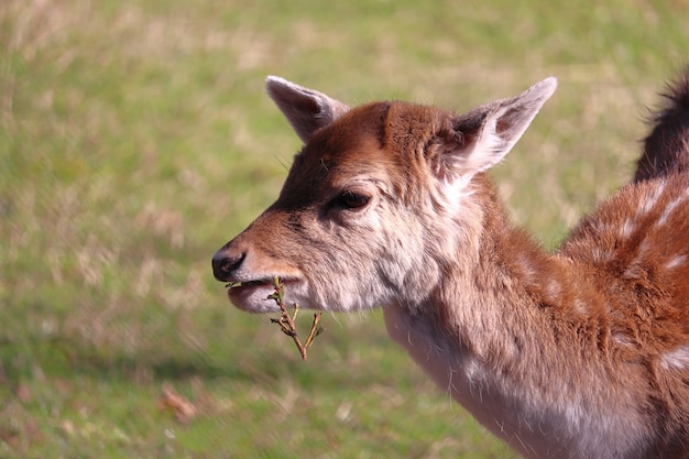 Gros plan d'un joli jeune cerf manger dans la nature
