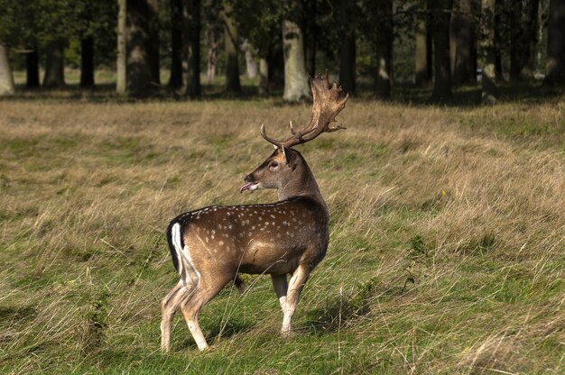 Gros plan d'un joli petit cerf avec de belles cornes debout dans la vallée