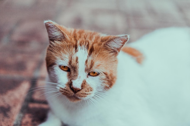 Photo gratuite gros plan d'un joli visage de chat blanc et marron avec des yeux tristes allongé dehors sur le trottoir