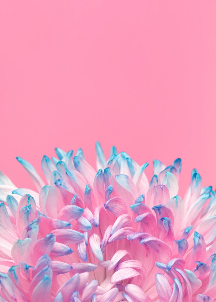 Photo gratuit gros plan d'une jolie fleur épanouie