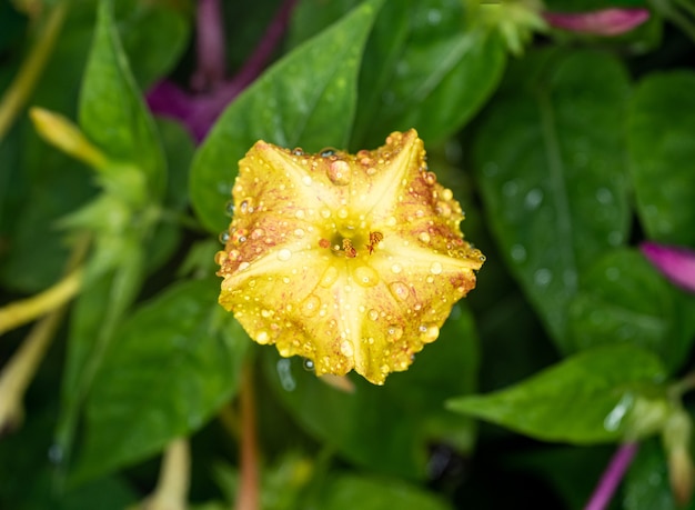 Gros plan d'une jolie fleur sous la lumière du soleil