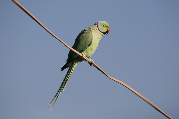 Gros plan d'une jolie perruche à collier indien ou d'un perroquet vert perché sur un fil contre un ciel bleu