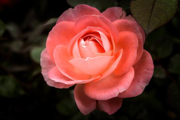 Gros plan d'une jolie rose rose avec arrière-plan flou