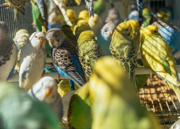 Gros plan de jolies perruches colorées dans une cage