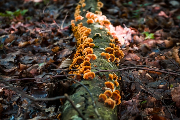 Gros plan d'un journal d'arbre couvert de champignons dans une forêt