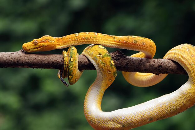 Gros plan juvénile de python arbre vert sur une branche avec fond noir Python arbre vert Morelia viridis