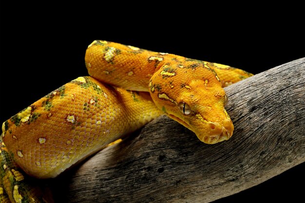 Gros plan juvénile de python arbre vert sur une branche avec fond noir Python arbre vert Morelia viridis