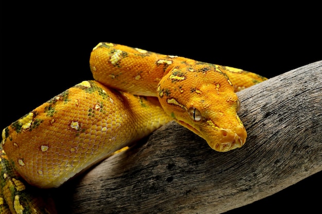 Gros plan juvénile de python arbre vert sur une branche avec fond noir Python arbre vert Morelia viridis