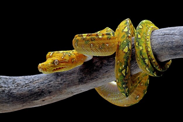 Gros plan juvénile de python arbre vert sur branche avec fond noir