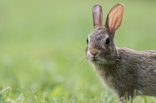 Gros plan d'un lapin gris mignon