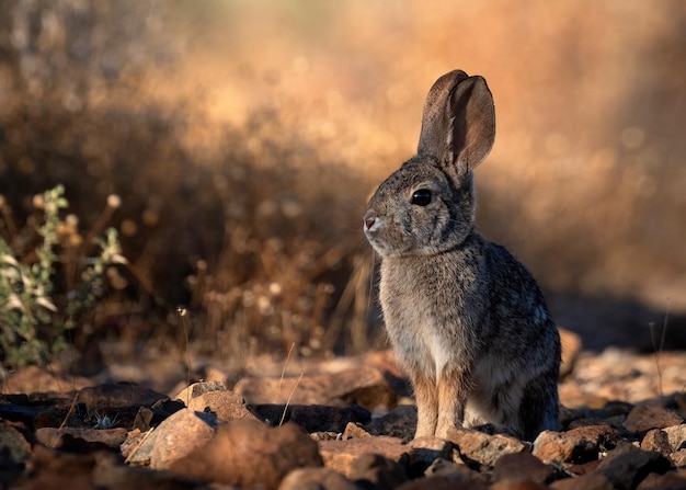 Gros plan d'un lapin mignon à l'extérieur