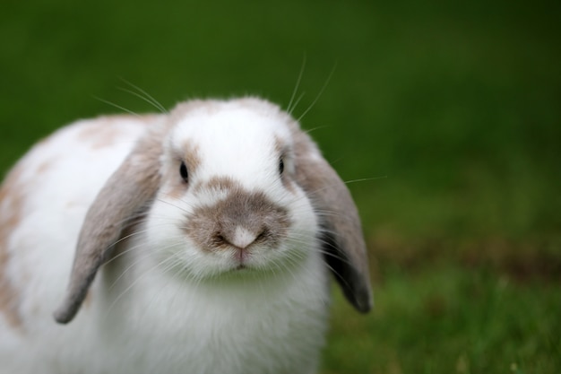 Gros plan d'un lapin mignon sur l'herbe verte avec un arrière-plan flou