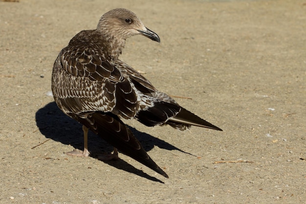 Photo gratuite gros plan d'un larus fuscus ou d'un petit goéland marin à l'extérieur pendant la journée