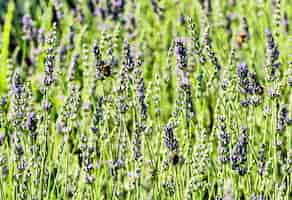 Photo gratuite gros plan de lavandes poussant dans le domaine avec un arrière-plan flou