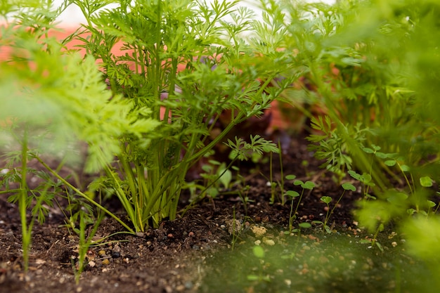 Gros plan de légumes dans le sol