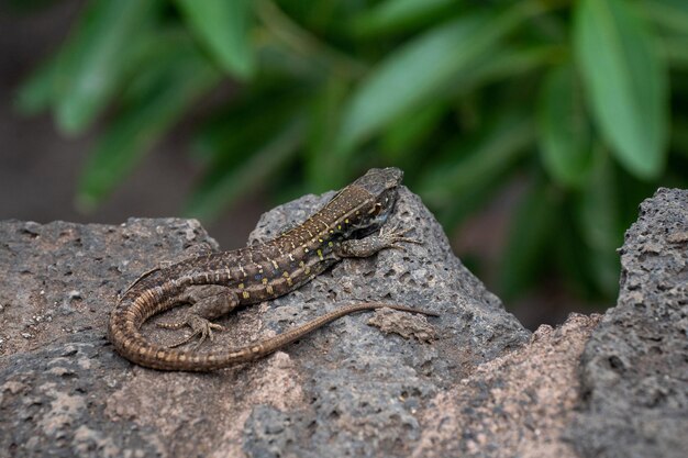 Gros plan d'un lézard sur une pierre