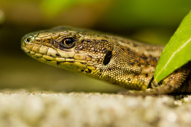 Gros plan d'un lézard sur le rocher