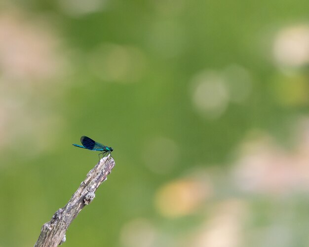 Gros plan d'une libellule sur une branche sous la lumière avec un arrière-plan flou