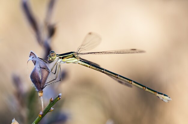 Gros plan sur une libellule dans son environnement naturel.