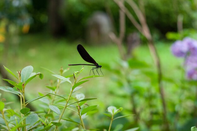 Gros plan d'une libellule noire sur une plante