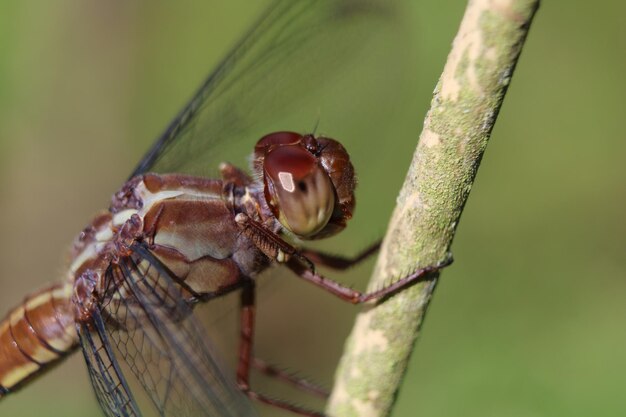 Gros plan d'une libellule sur une tige