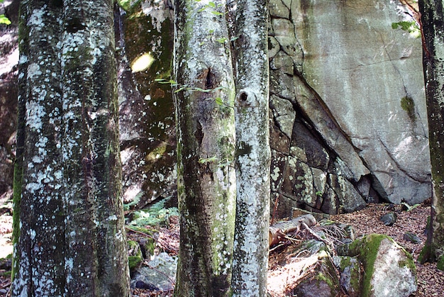 Gros plan des lichens blancs sur les troncs d'arbres