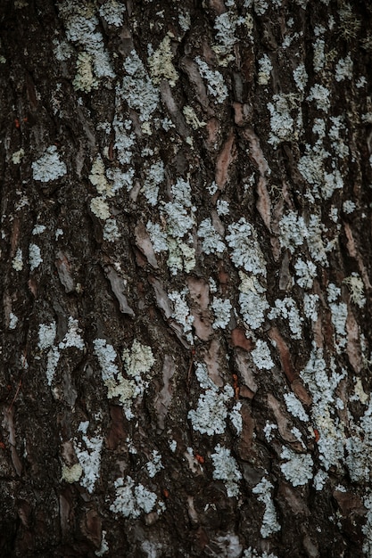 Photo gratuite gros plan, de, lichens, croissant, sur, arbre, tronc