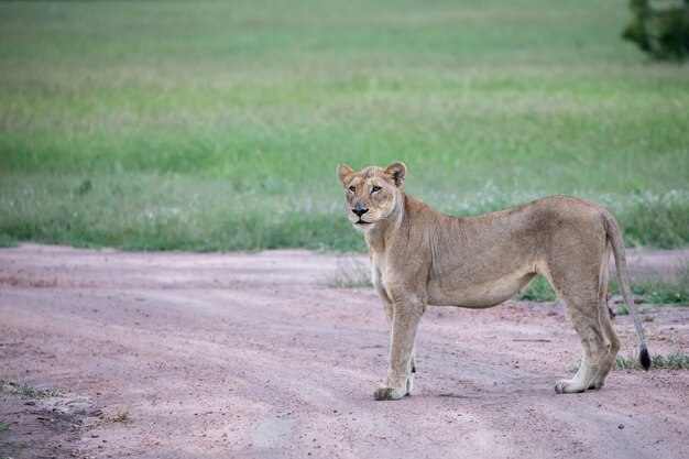 Gros plan d'une lionne debout sur la route près de la vallée verte