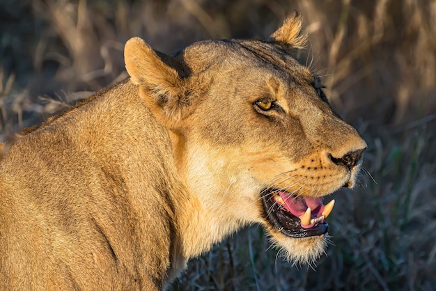 Photo gratuite gros plan d'une lionne