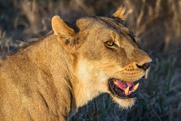 Gros plan d'une lionne